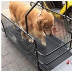TMD191犬用跑步機